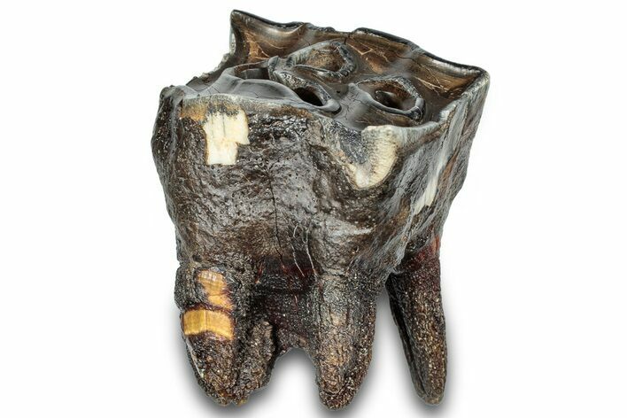 Fossil Woolly Rhino (Coelodonta) Tooth - Siberia #303351